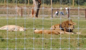 Tornado wire Animal-park-9-556x323