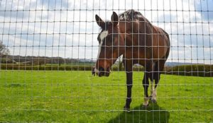 Tornado wire equestrian