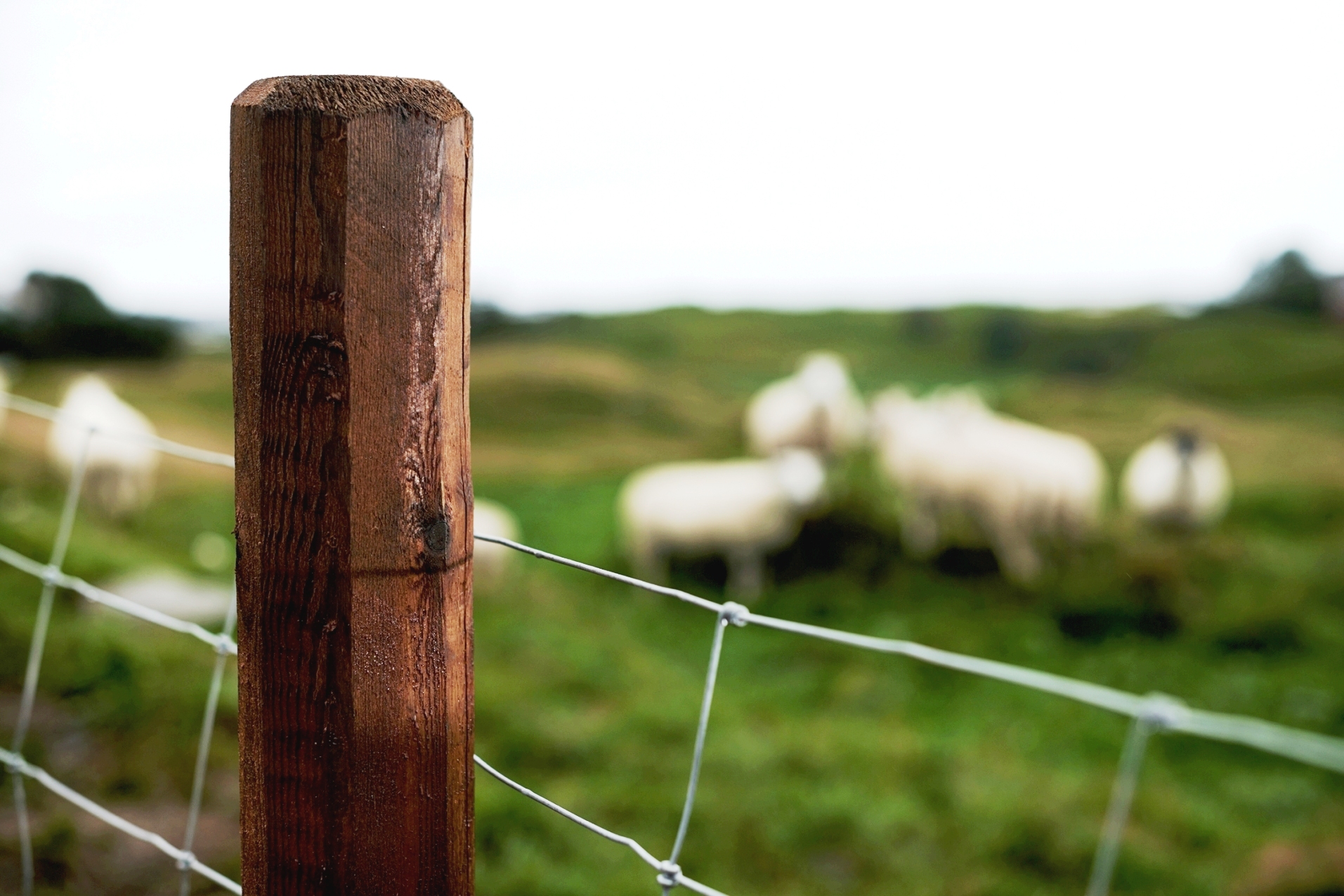 Octopost for farmers - creosoted fencing post with 25 year guarantee amended (8)
