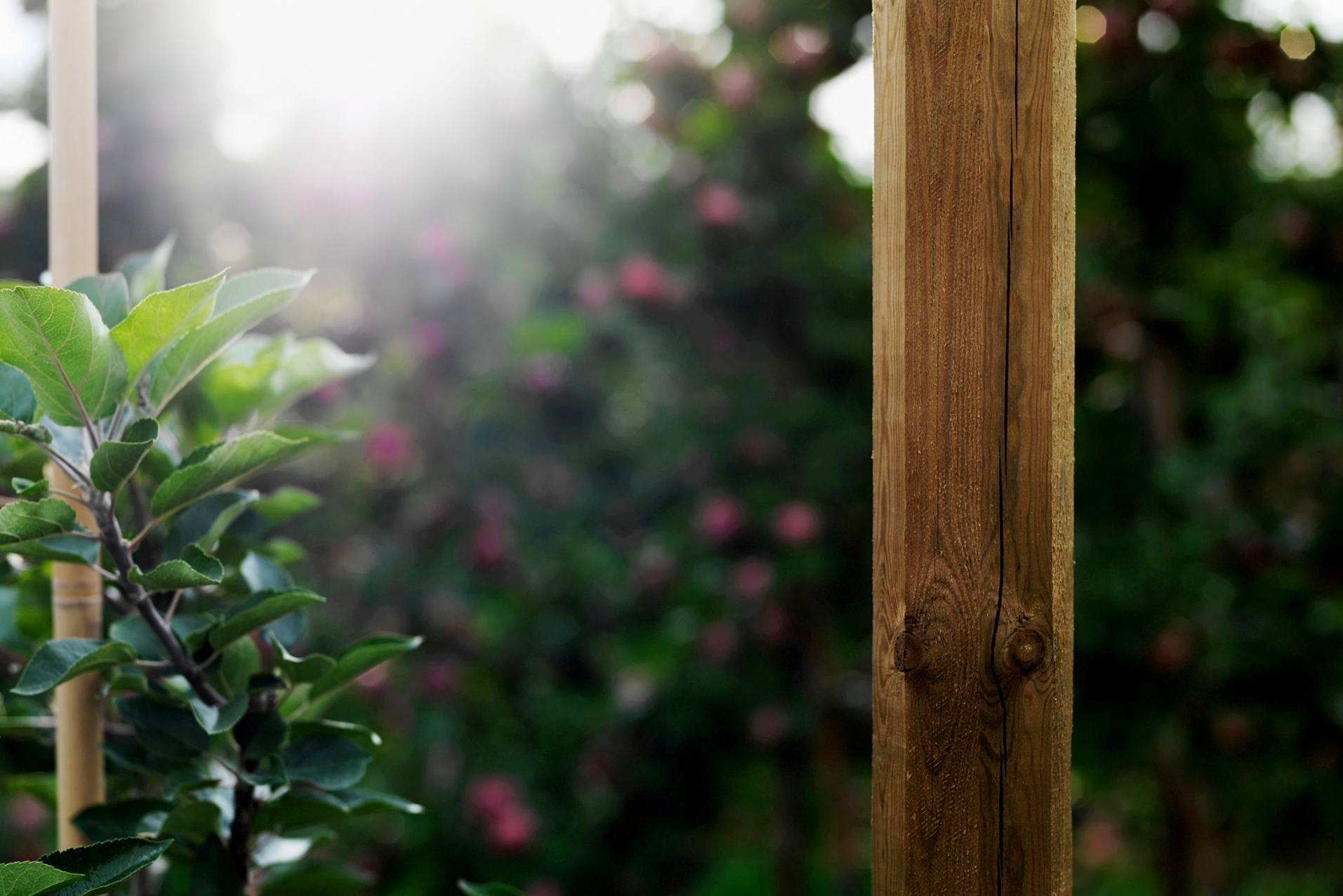 Octopost for orchards - creosoted fencing post with 25 year guarantee amended (3)